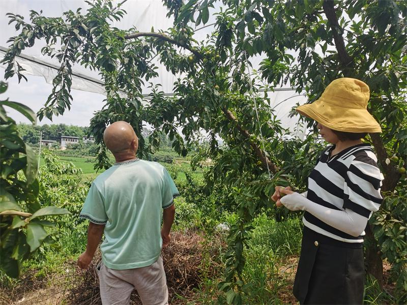 李子最新品種，探索未來果樹的繁榮與潛力，李子新品種揭秘，果樹繁榮與未來潛力探索