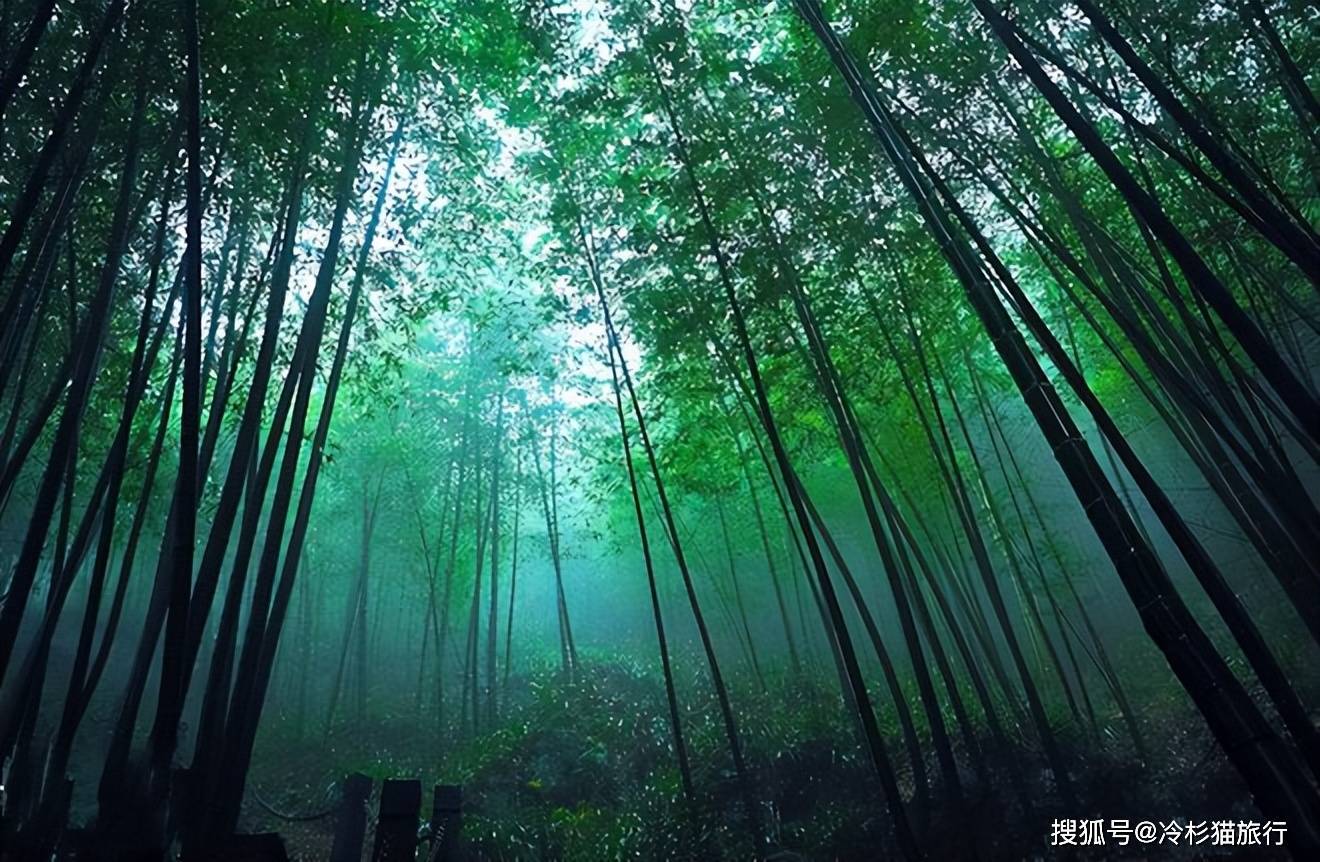 東海槍金棒破空，林中山色綠意盎然